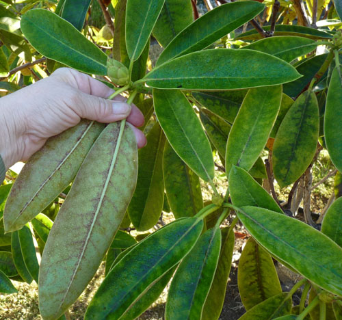 Powdery mildew on rhododendron